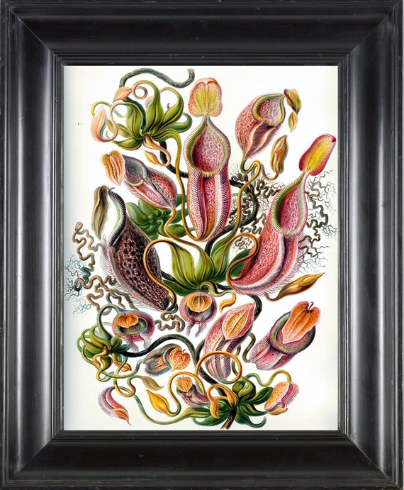 PITCHER PLANT Print Ernst Haeckel 8X10 Art Print 12 Antique