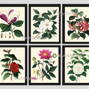 BOTANICAL Print SET of 6 Art Prints 8x10 Andrews Beautiful Red White Pink Camellia Magnolia Dahlia Garden Plants Antique Home Wall Decor