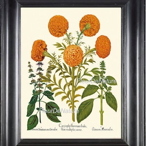BOTANICAL PRINT Besler Art 108 Beautiful Antique Orange Marigold Flowers Spring Summer Provencal Country Illustration Botany Wall Decor