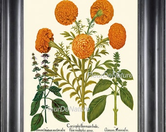 May include: A vintage botanical illustration featuring a cluster of orange marigold flowers with green leaves and stems. The text "Caryophyllus maior Indic, flore multiplici aureo." and "Ocimum Anisiodre." is printed below the image.