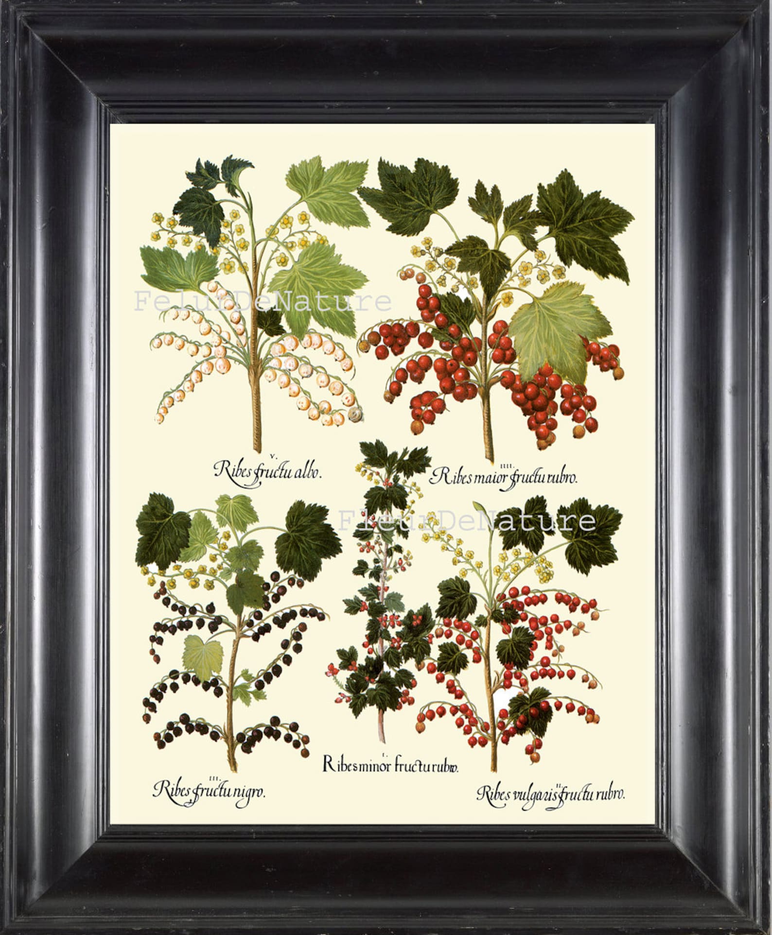 BOTANICAL PRINT Besler 8x10 Botanical Art Print 61 Beautiful White Red Black Currants Plant Bush Garden Berry Fruit Antique Writing to Frame