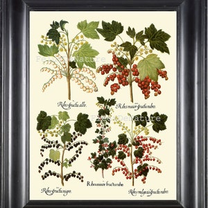 BOTANICAL PRINT Besler 8x10 Botanical Art Print 61 Beautiful White Red Black Currants Plant Bush Garden Berry Fruit Antique Writing to Frame