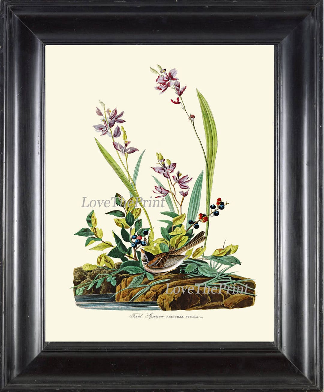 AUDUBON BIRD PRINT Art 70 Beautiful Antique Field Sparrow Pink Flowers ...