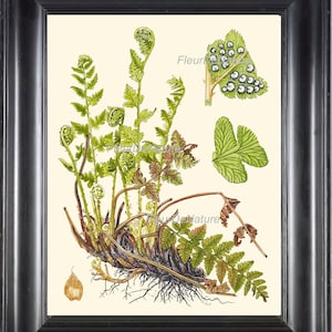 Impressão de arte botânica de samambaia 4 antigas belas samambaias verdes raízes gráfico cartaz planta natureza do vintage para enquadrar galeria de decoração de parede de casa