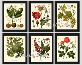 BOTANICAL Print SET of 6 Art Prints 8x10 Kohler Beautiful Red White Poppy Popies Rose Flowers Grape Fruit Antique Illustration Home Decor