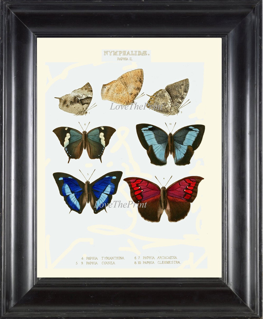 Butterfly Print Wall Art WH31 Beautiful Antique Butterflies Blue Aqua ...