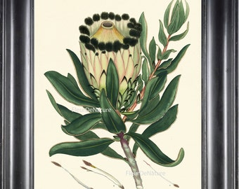 絵画 額縁付 プロテア protea fpp,large,lustre,wall_texture,