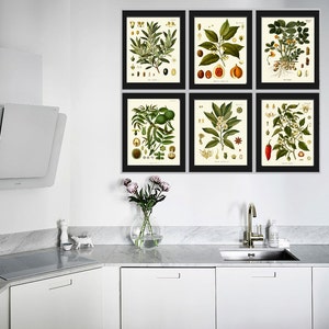 Herb Spice Botanical Set of 6 Art Prints 8x10 Antique Kohler Beautiful ...