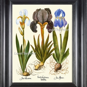 Botanical Print Besler 8x10 Art 101 Beautiful Blue White Large Iris Garden Nature Antique Writing Home Wall Room Decor Illustration to Frame