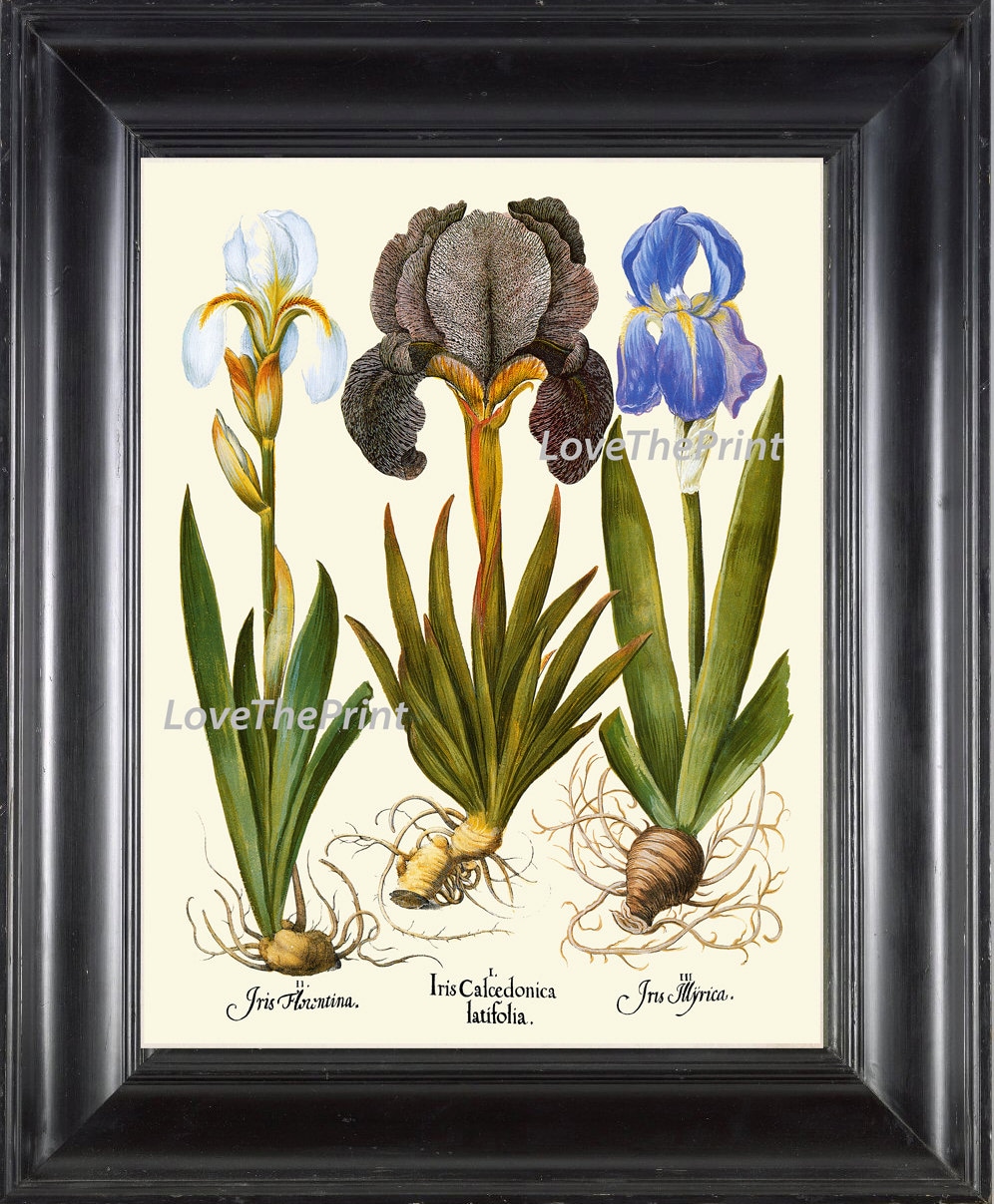 Botanical Print Besler 8x10 Art 101 Beautiful Blue White Large Iris ...
