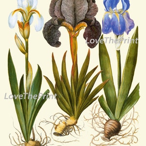 Botanical Print Set of 3 Besler 8x10 Art Beautiful Blue White Iris Pink ...