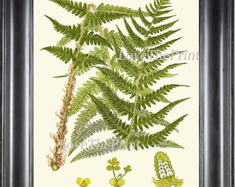 Botanical Green Fern Art Print 7 Antique Beautiful Green Ferns Forest Nature Natural Science to Frame Bedroom Living Dining Room Wall Decor