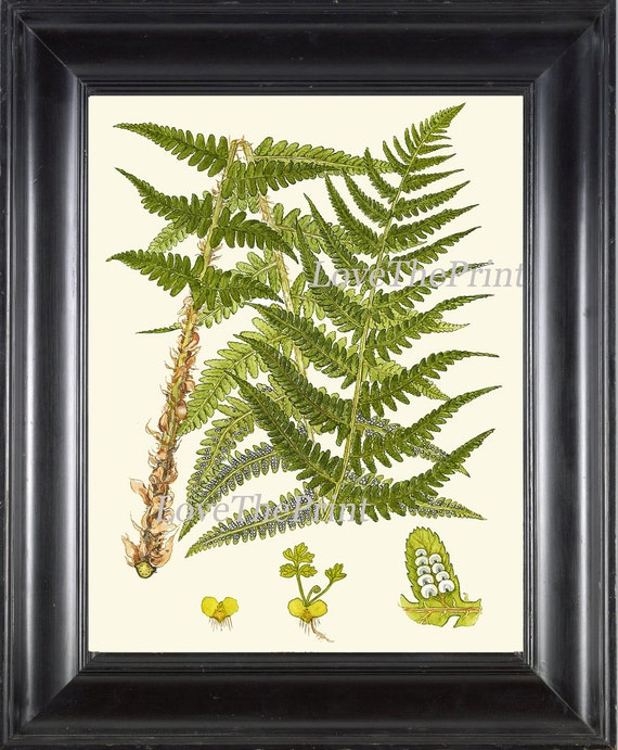 gummibaum maybebop Gummibaum | kaufen
