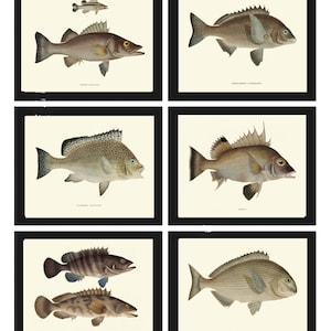 Fish Wall Art Print SET of 6 Beautiful Antique Vintage Illustration Picture Fresh Water Fishing Lake River Nature Home Decor to Frame FJ