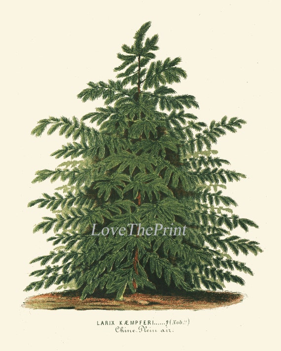 Christmas Tree Pine Print SET of 4 Botanical Antique