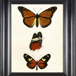 BUTTERFLY PRINT D&#39;Orbigny 8x10 Botanical Art Print 6 Beautiful Antique French Butterflies Natural History Garden Nature Illustration