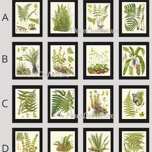 FERN Print SET de 16 Botanical Art Print Lindman Antigo 8x10 Verde Samambaias Raízes Gráfico Floresta Verão Planta Natureza para emoldurar Decoração de casa Jardim