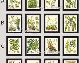 FERN Print SET of 16 Botanical Art Print Lindman Antique 8x10 Green Ferns Roots Chart Forest Summer Plant Nature to Frame Home Decor Garden