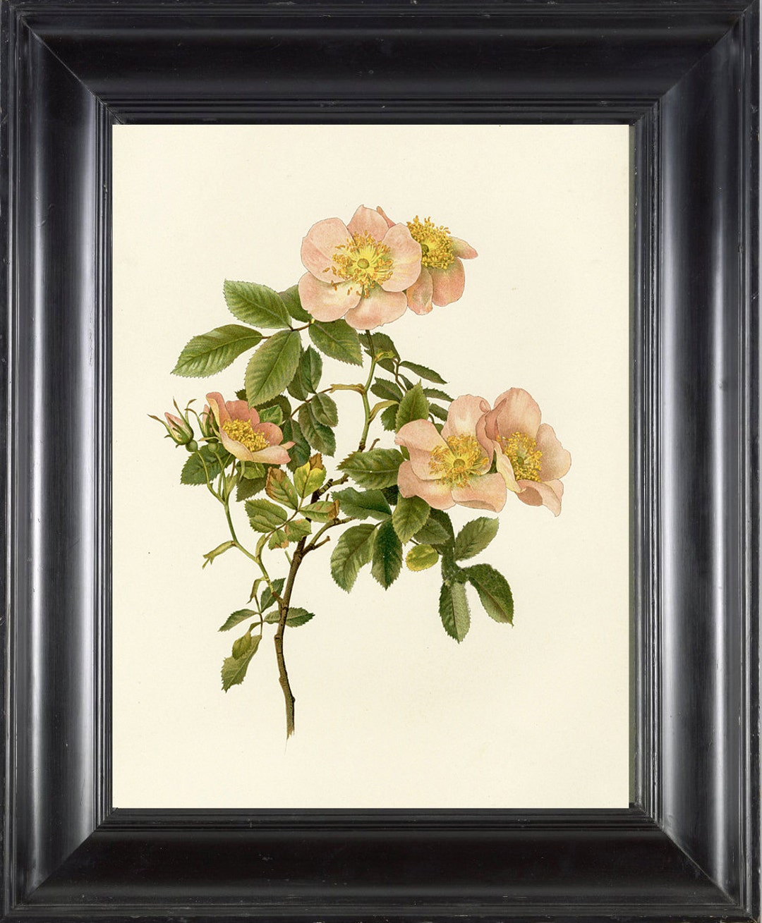 Roses BOTANICAL PRINT Wall Art Print 7 Willmott Beautiful Pink Coral ...