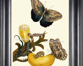 BOTANICAL PRINT Sibylla 8x10 Botanical Art Print 41 Beautiful Blue Butterfly Banana Tropical Fruit Home Decoration Interior Design