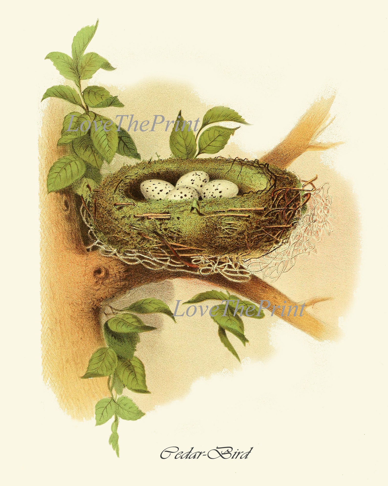 Bird Nest Print SET of 6 Wall Art Prints Antique Beautiful Cedar Bird ...