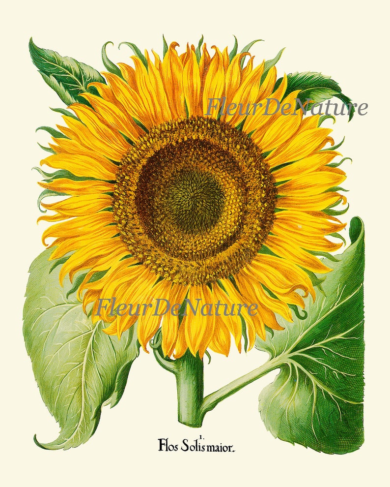 Sunflower Print Wall Art 12 Botanical Beautiful Antique Large - Etsy