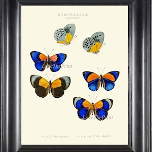 Blue Butterfly Print Wall Art WH2 Beautiful Antique Butterflies Picture Chart Bedroom Office Living Dining Room Decor Interior Design Gift