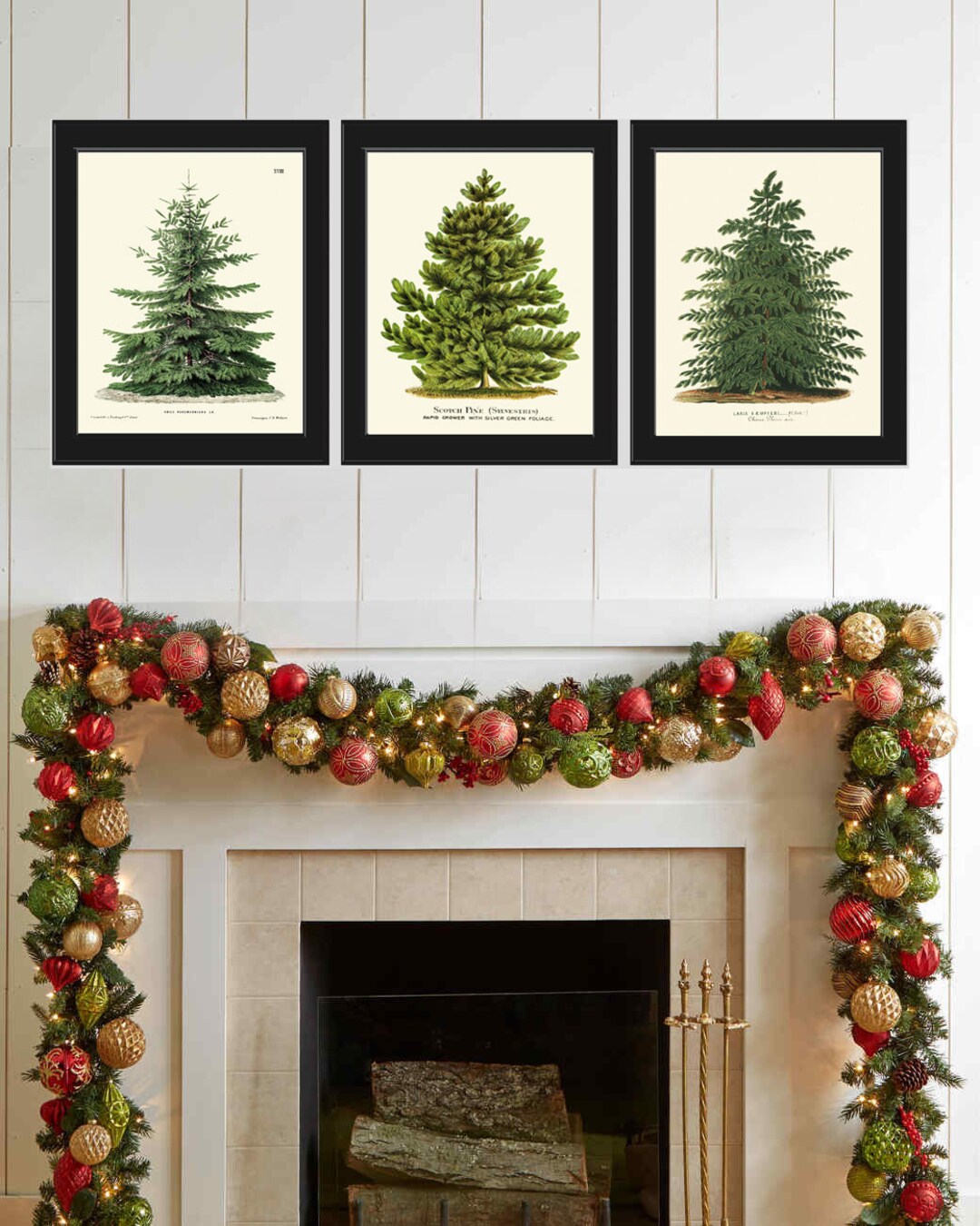 Christmas Tree Pine Fir Print SET of 3 Botanical Beautiful Antique ...