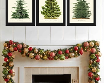 Kerstboom Pine Fir Print SET van 3 botanische mooie antieke Nordmann Kaukasische Spar Noorwegen Sparren Japanse Lariks Home Wall Room Decor