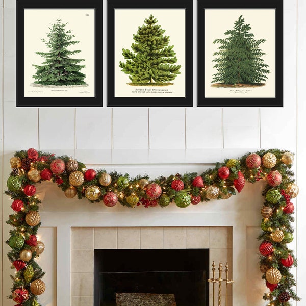 Christmas Tree Pine Fir Print SET of 3 Botanical Beautiful Antique Nordmann Caucasian Fir Norway Spruce Japanese Larch Home Wall Room Decor