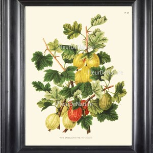 BOTANICAL PRINT Wendel 8x10 Botanical Art Print 32 Beautiful Gooseberry Berry Berries Garden Plant to FrameDecoration Room Design