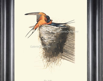 AUDUBON BIRD PRINT 8X10 Art 19 Barn Swallow Nest Natural Science Antique Beautiful Home Wall Decor Living Dining Room Hallway Entrance