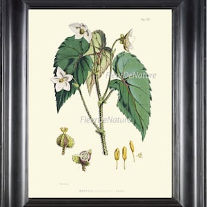 BOTANISCHER DRUCK Fitch 8x10 Kunstdruck 13 schöne weiße Begonia Blume Antik Karte Illustration Samen Pflanze Home Room Wand dekor zu Rahmen