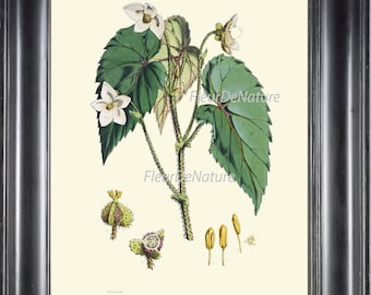 BOTANICAL PRINT Fitch 8x10 Art Print 13 Beautiful White Begonia Flower Antique Chart Illustration Seeds Plant Home Room Wall Decor to Frame