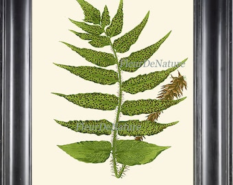 Fern Print Botanical Art 8 Antique Beautiful Green Ferns Forest Summer Plant Nature to Frame Natural Science Chart Botany Home Wall Decor