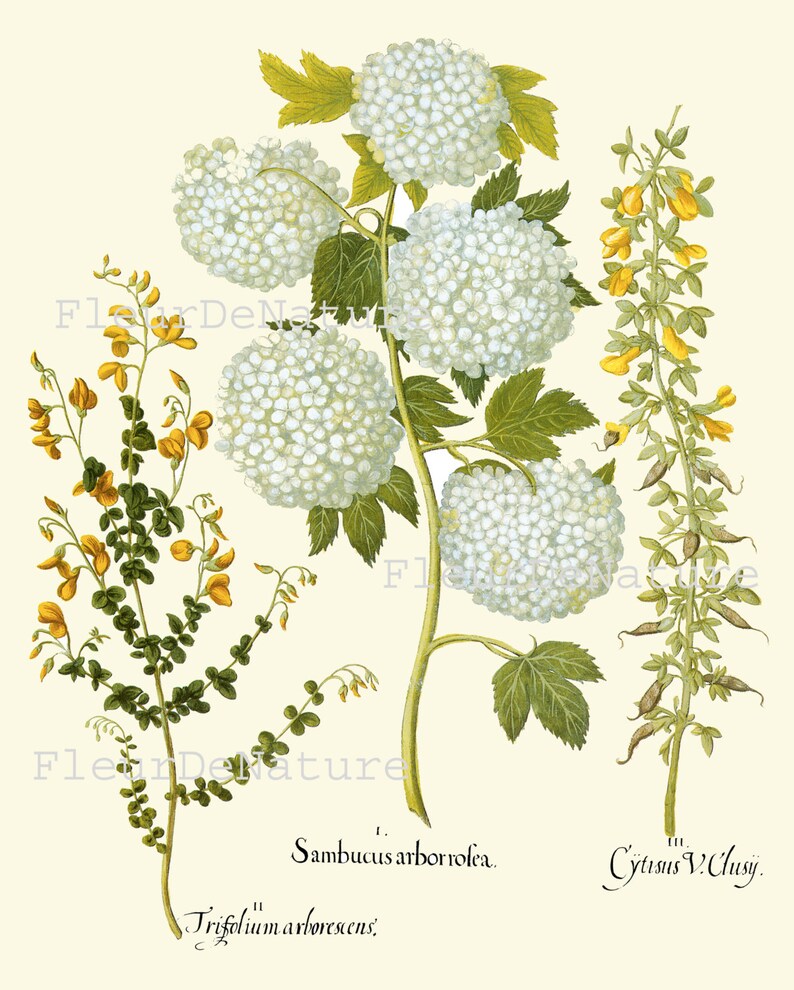 BOTANICAL PRINT Besler 8x10 Botanical Art Print 60 Beautiful White Hydrangea Garden Flower Plant Summer Antique Writing to Frame image 2