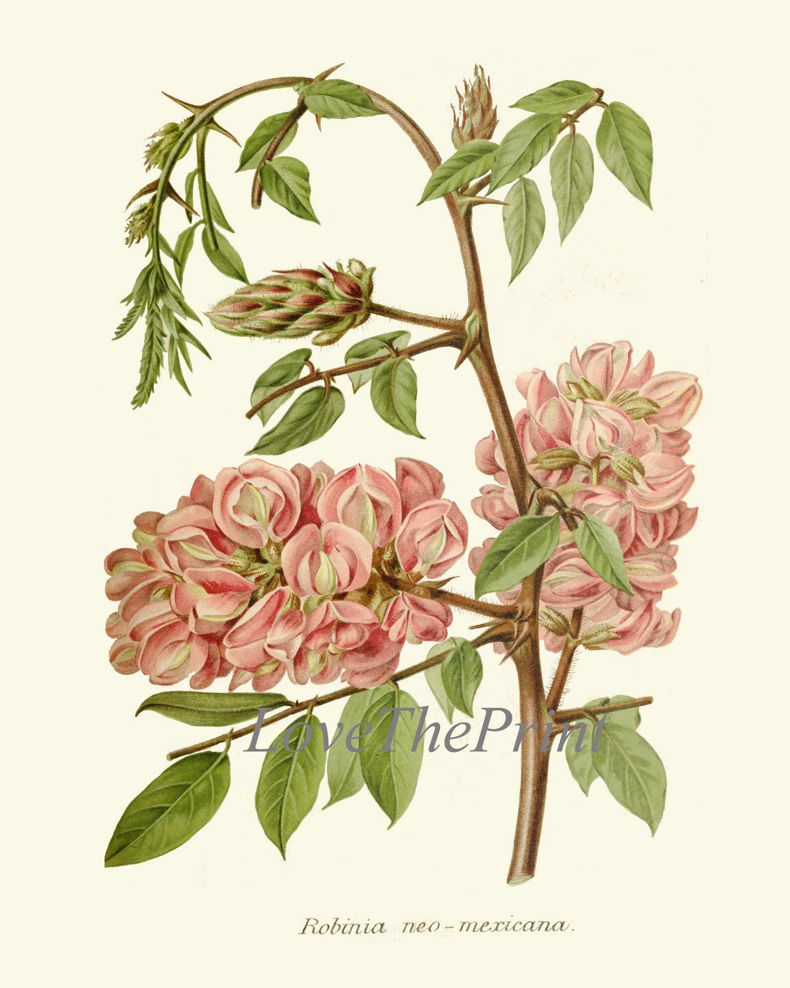 Pink Flowers Botanical Print SET of 6 Prints Wall Art Beautiful Antique ...