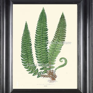 Antique Fern Print Botanical Art 12 Beautiful Green Ferns Forest Summer Plant Nature to Frame Home Wall Decor 4x6 5x7 8x10 11x14