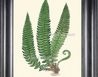Antique Fern Print Botanical Art 12 Beautiful Green Ferns Forest Summer Plant Nature to Frame Home Wall Decor 4x6 5x7 8x10 11x14