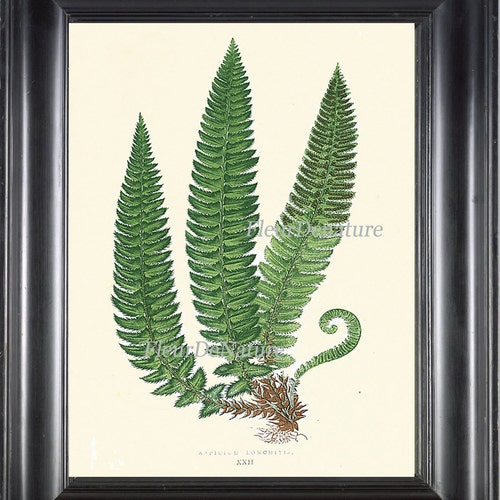 Fern Print Botanical Art Print 4 Antique Beautiful Green Ferns - Etsy