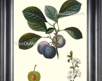 BOTANICAL FRUIT PRINT Poiteau 8x10 Botanical Art 42 Beautiful Violet Reine Claude Blue Yellow Plums Garden Nature to Frame Wall Home Decor