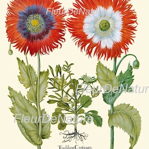BOTANICAL PRINT Besler 8x10 Art 35 Beautiful Papaver Opium Red Poppy ...