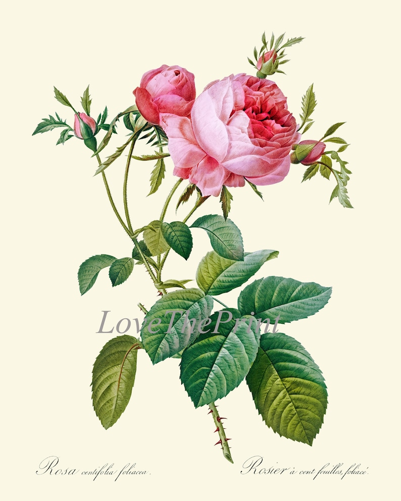Rose Flower Botanical Wall Art Print Set of 6 Prints Beautiful Antique ...