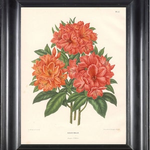 BOTANICAL PRINT Wendel 8x10 Botanical Art Print 5 Beautiful Azalea Mollis Flower Spring Summer Garden Plant to Frame