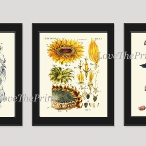 Zonnebloem Print Set van 3 kunst wordt afgedrukt 8 x 10 antieke bloemen illustratie bloemblaadjes zaden bloem grafiek land dieren huisdier Hamster konijntje Hedgehog