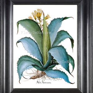 Aloe Plant BOTANICAL Wall Art PRINT Besler 80 Beautiful Large Flower Tropical Exotic Medicinal Antique Chart Illustration Garden Home Decor