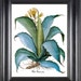 see more listings in the BOTANICALS AND FLOWERS section