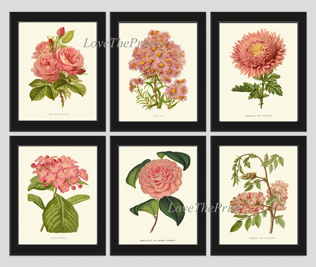 Pink Flowers Botanical Print SET of 6 Prints Wall Art Beautiful Antique ...