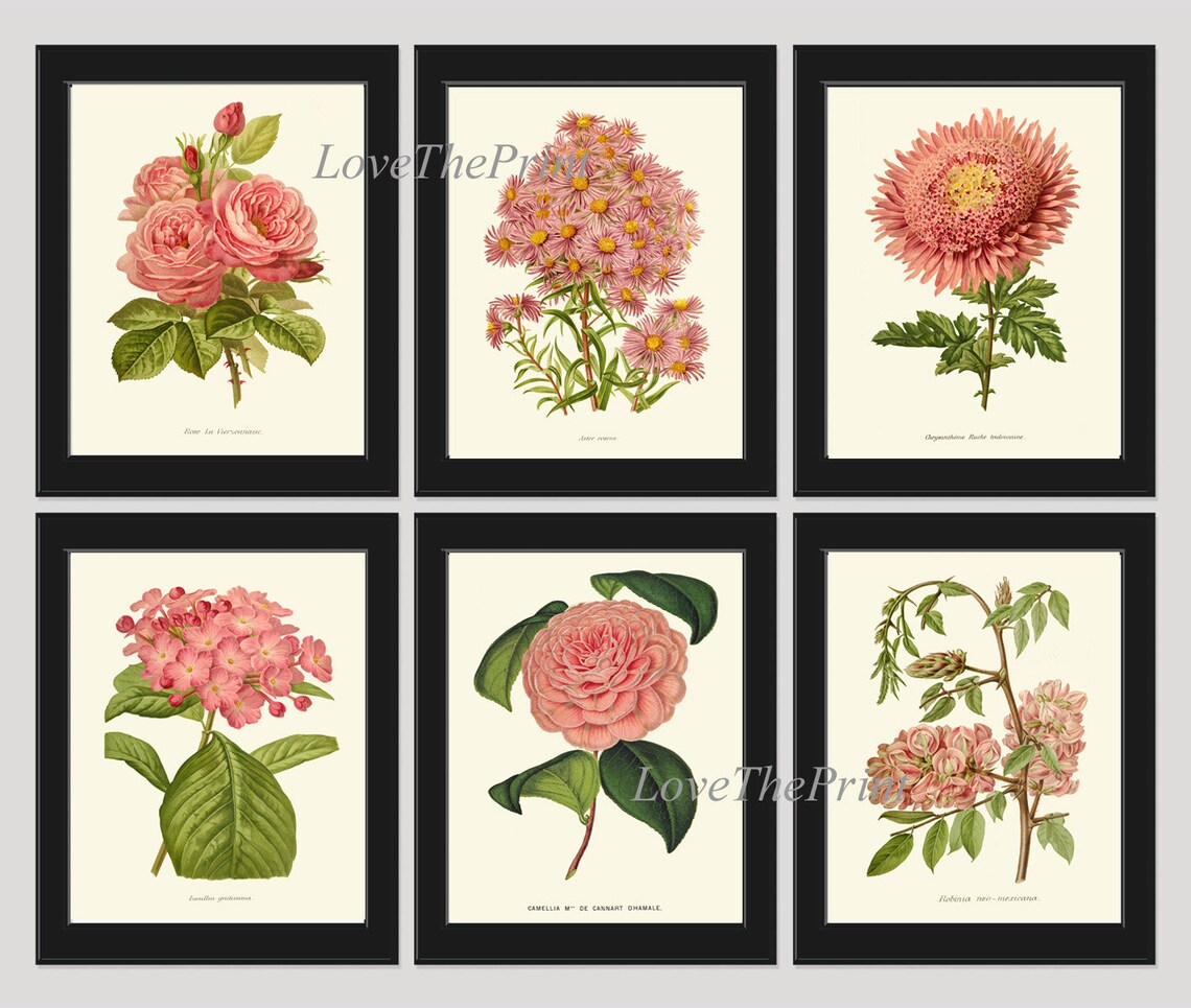 Pink Flowers Botanical Print SET of 6 Prints Wall Art Beautiful Antique ...