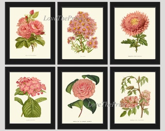 Pink Flowers Botanical Print SET of 6 Prints Wall Art Beautiful Antique Roses Aster Chrysanthemum Camellia Home Decor Decoration to Frame IH